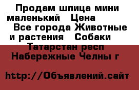 Продам шпица мини маленький › Цена ­ 15 000 - Все города Животные и растения » Собаки   . Татарстан респ.,Набережные Челны г.
